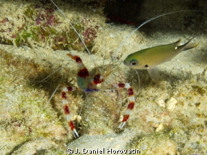 Banded Coral Shrimp by J. Daniel Horovatin 